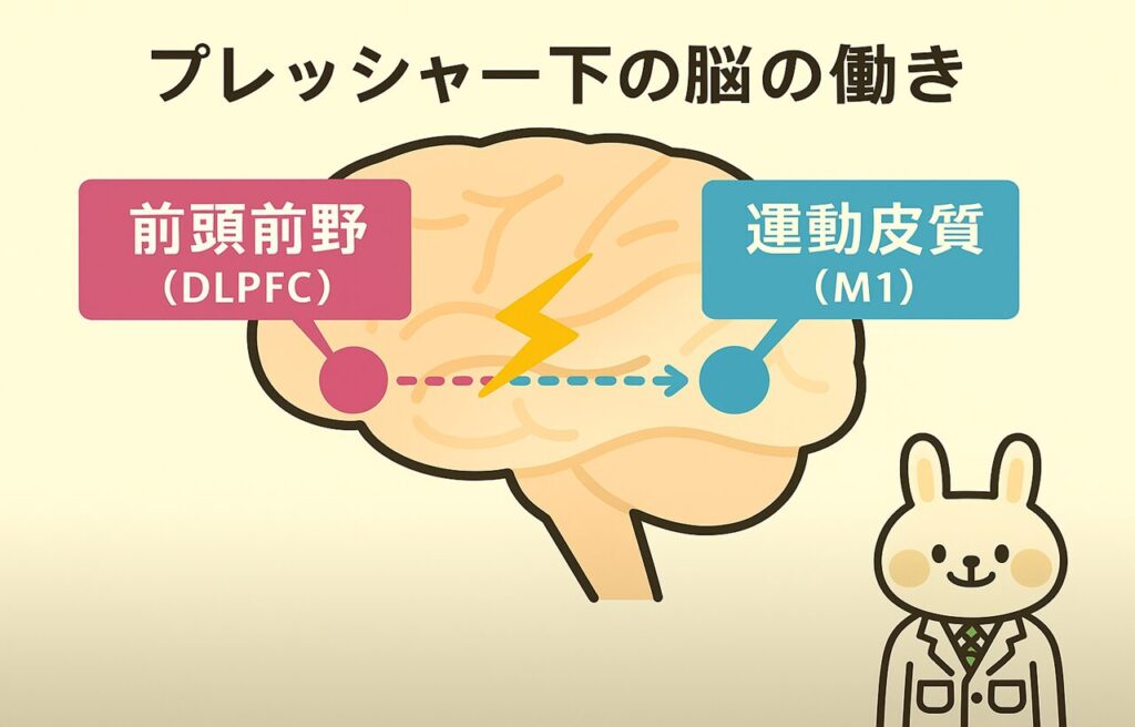 「プレッシャー下の脳の働き」というタイトルの図解。中央には脳のイラストがあり、左側に「前頭前野（DLPFC）」、右側に「運動皮質（M1）」のラベルが表示され、それらを結ぶ矢印と稲妻マークが示されている。右下には白衣姿のみどりんが小さく登場している。