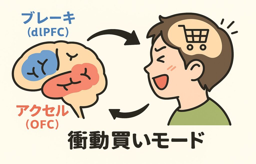 脳内のアクセル（OFC）とブレーキ（dlPFC）が色分けされたイラスト。“衝動買いモード”と表示され、脳が衝動的な状態に切り替わっている様子が描かれている